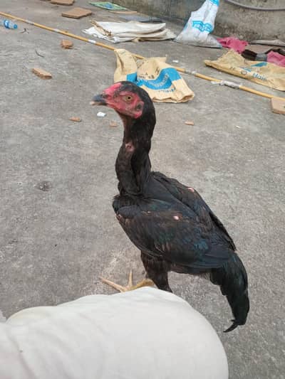 black Shamo pair