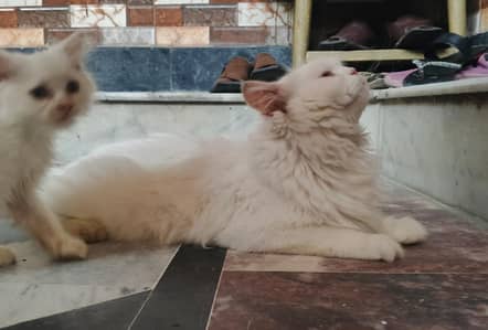 2 child and cat
