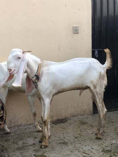 rajanpuri bakra
