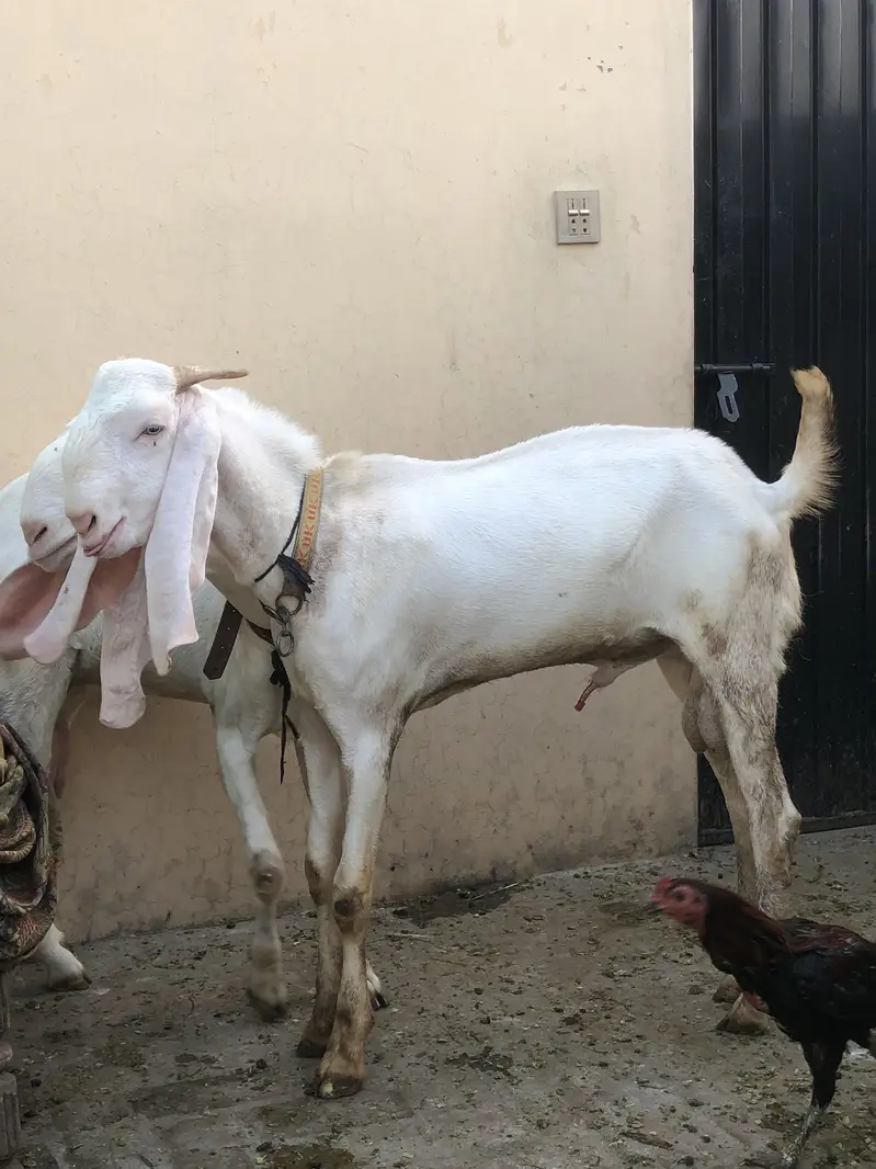 rajanpuri bakra — photo 2
