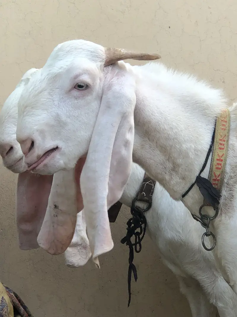 rajanpuri bakra — photo 3