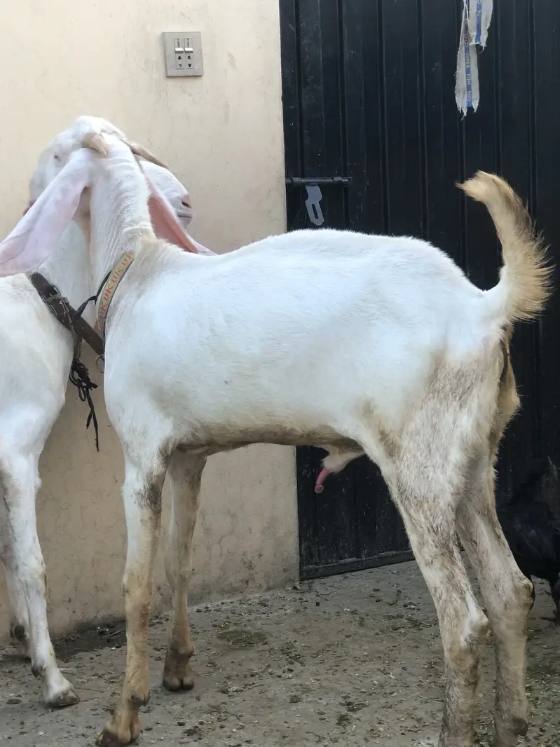 rajanpuri bakra — photo 4