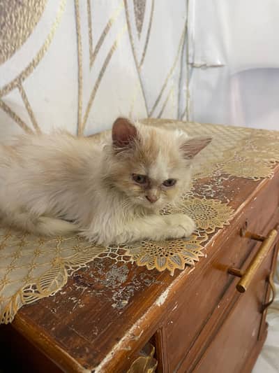 Persian cat 2 months age