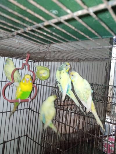 budgie with cage 9 piece ha 2 chick