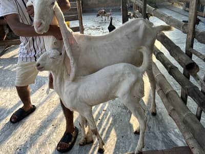 Male female goat for sale
