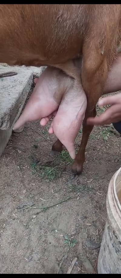 heera gulabi bakryyyy