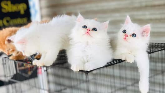 White Persian Kittens/Triple coated/blue eyes/Cats/Male/Female