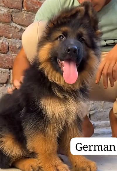 German Shepherd puppies long cot for sale my WhatsApp. 03493731440
