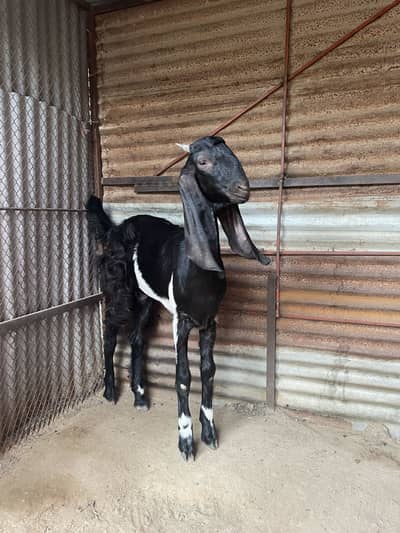 Bakra bakri pair healthy active