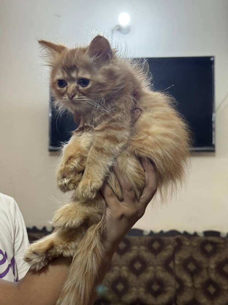 Persian cat 0