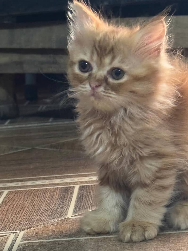 Persian cat 1