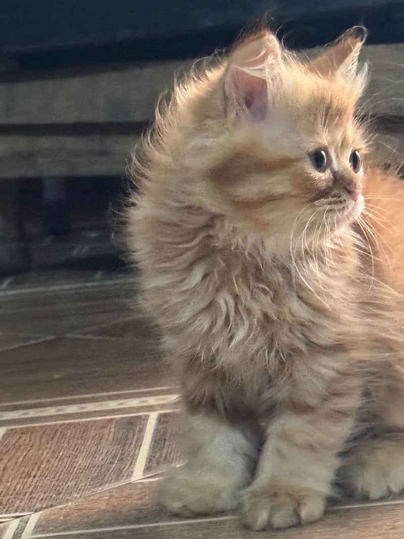 Persian cat 2