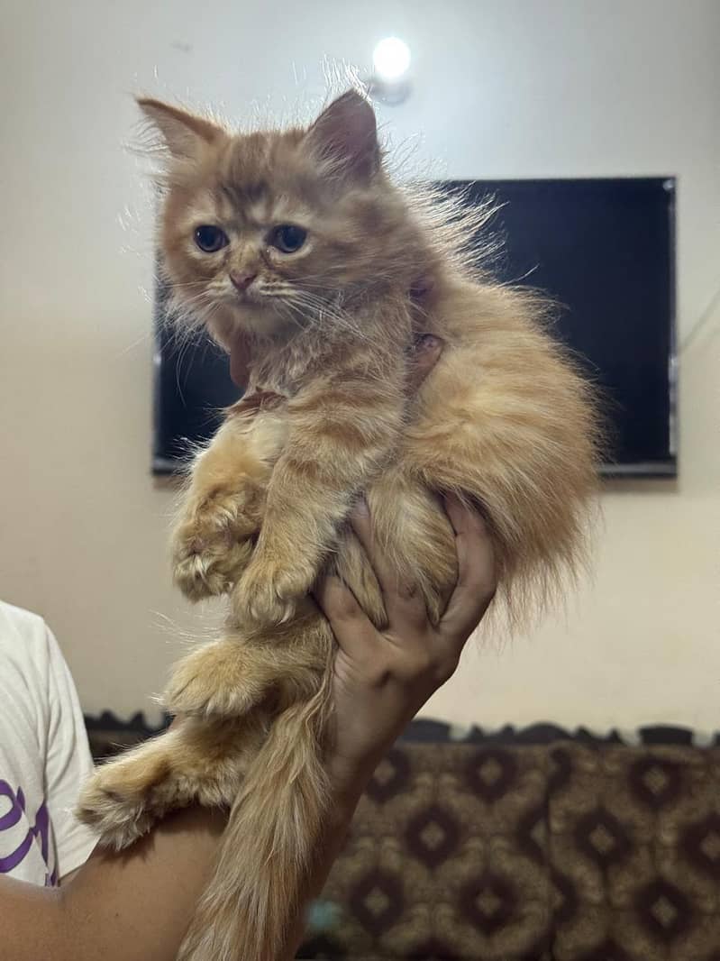 Persian cat 3