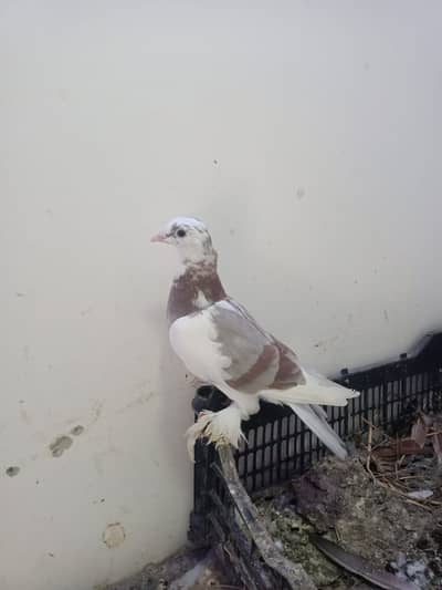 fancy pigeon