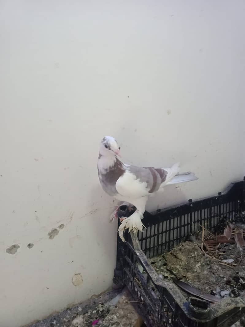 fancy pigeon 1
