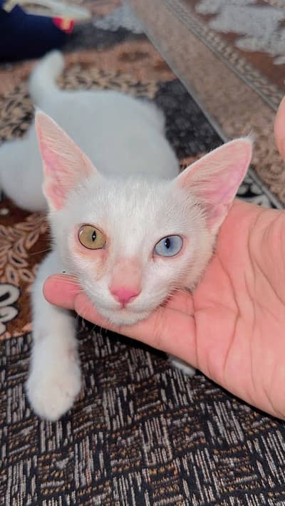 Pershion ode eyes