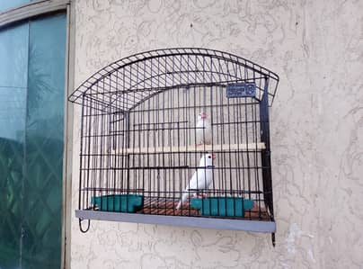 white java breeder pair for sale with new cage and doli 03129196869