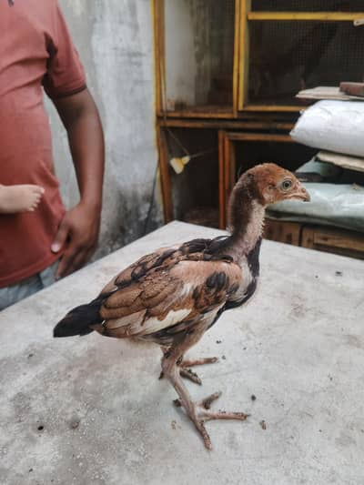 aseel chicks