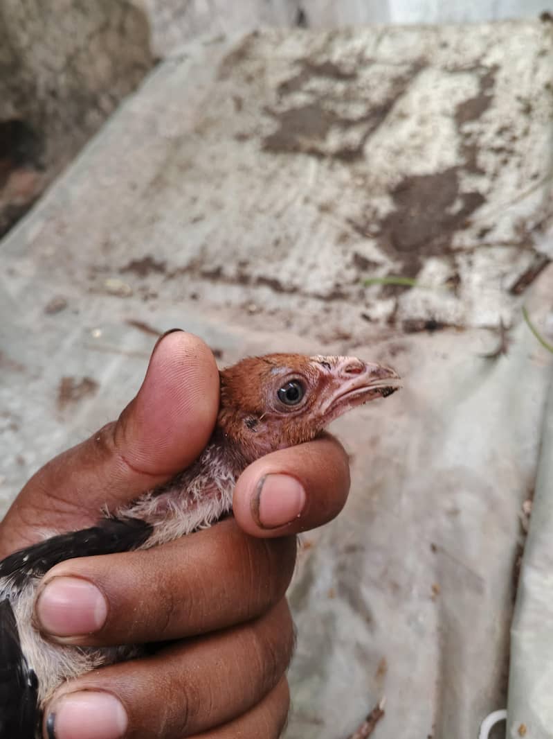 aseel chicks 2