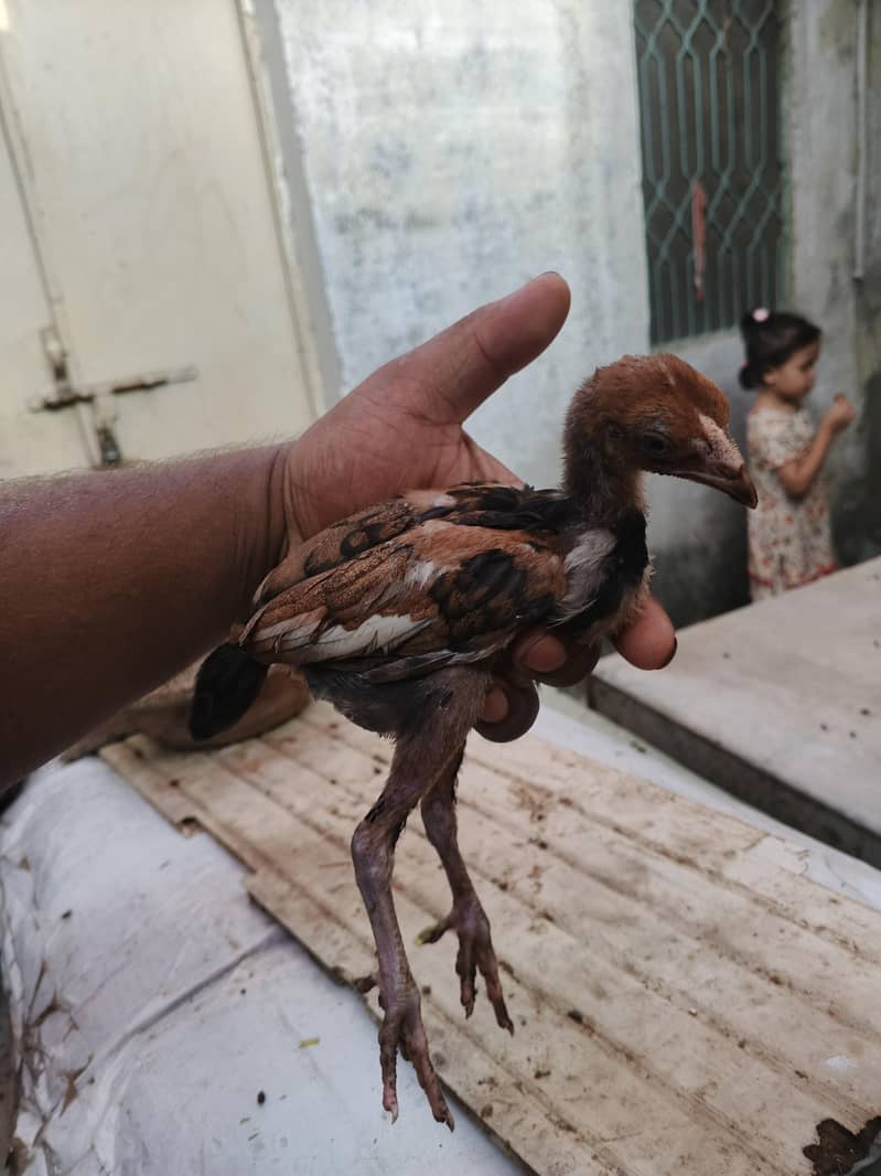 aseel chicks 3