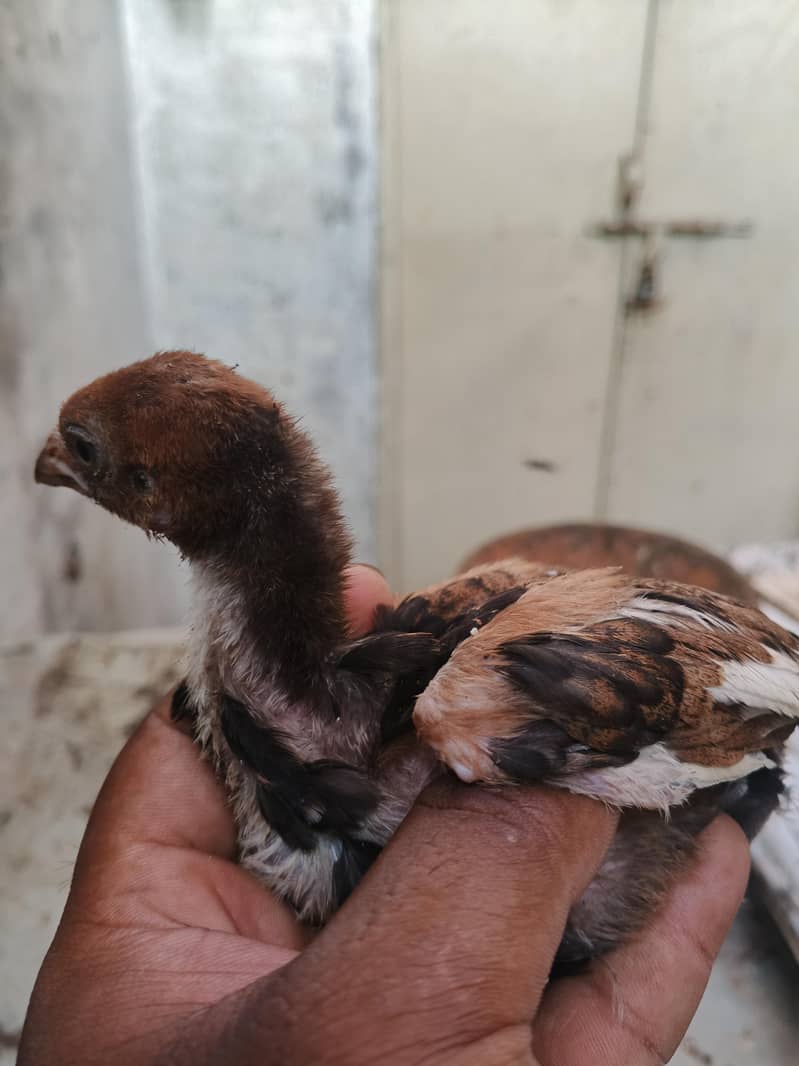 aseel chicks 4