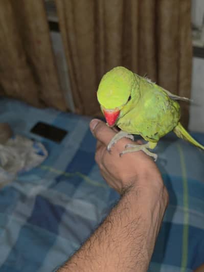 4 months OLD RING NECK PARROT SEMI TAMED