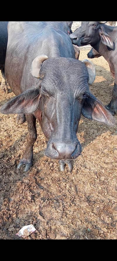 First timer 10 month gabban jhoti for sale 03024003191