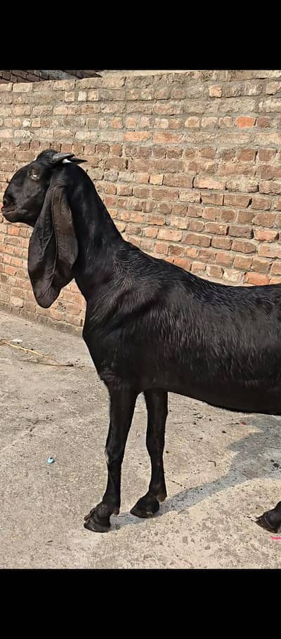 Pure Amritsari Beetal Goat