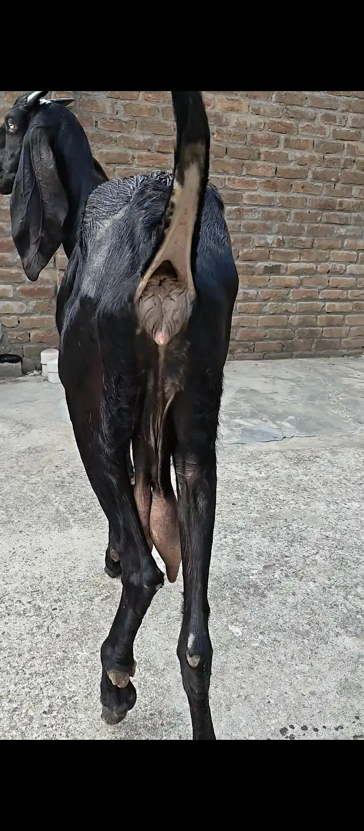 Pure Amritsari Beetal Goat — photo 2