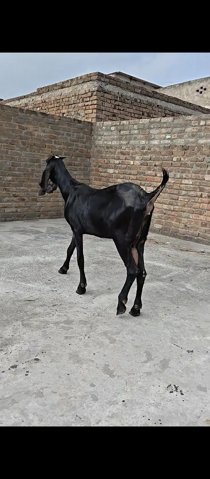 Pure Amritsari Beetal Goat — photo 3
