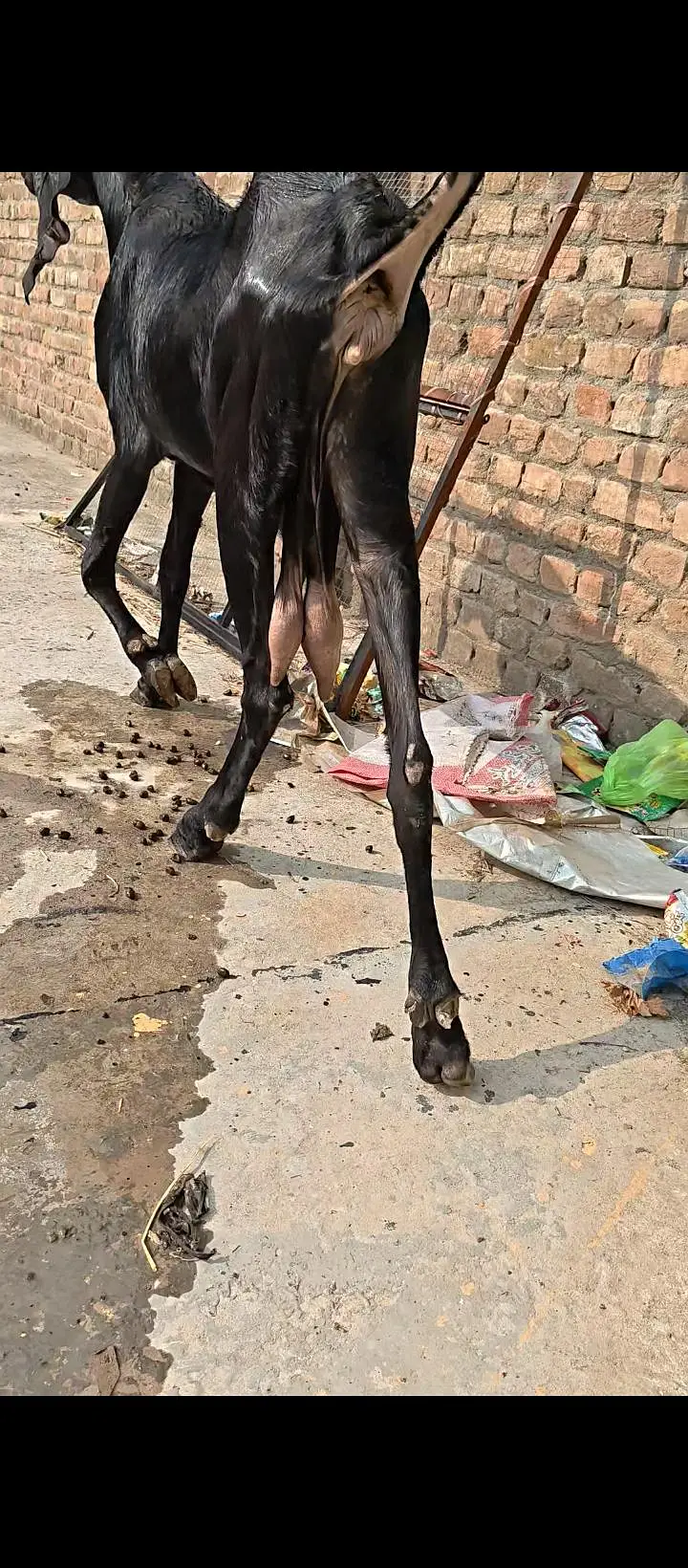 Pure Amritsari Beetal Goat — photo 4
