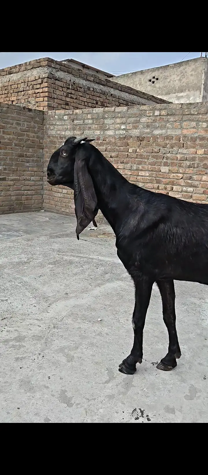 Pure Amritsari Beetal Goat — photo 5
