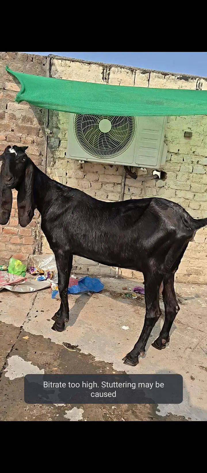 Pure Amritsari Beetal Goat — photo 6