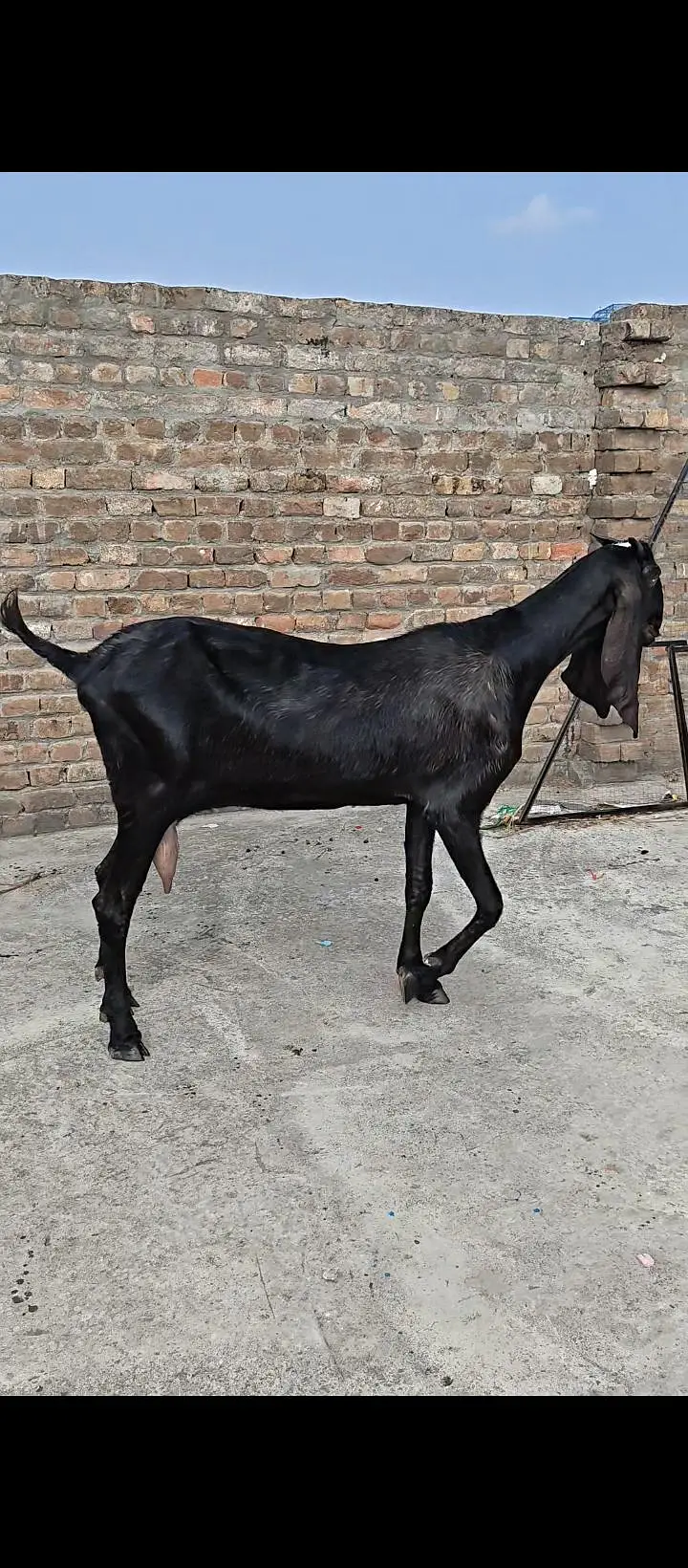 Pure Amritsari Beetal Goat — photo 7