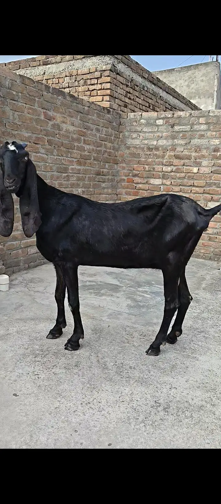 Pure Amritsari Beetal Goat — photo 8