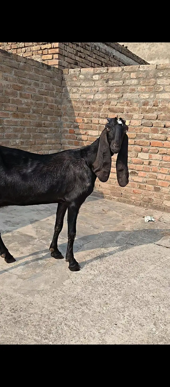 Pure Amritsari Beetal Goat — photo 9