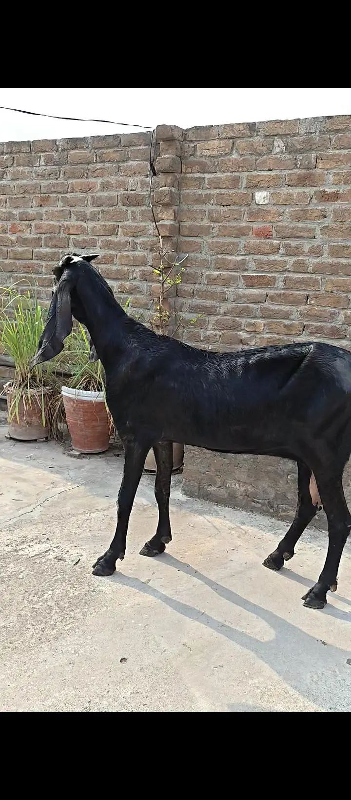 Pure Amritsari Beetal Goat — photo 10