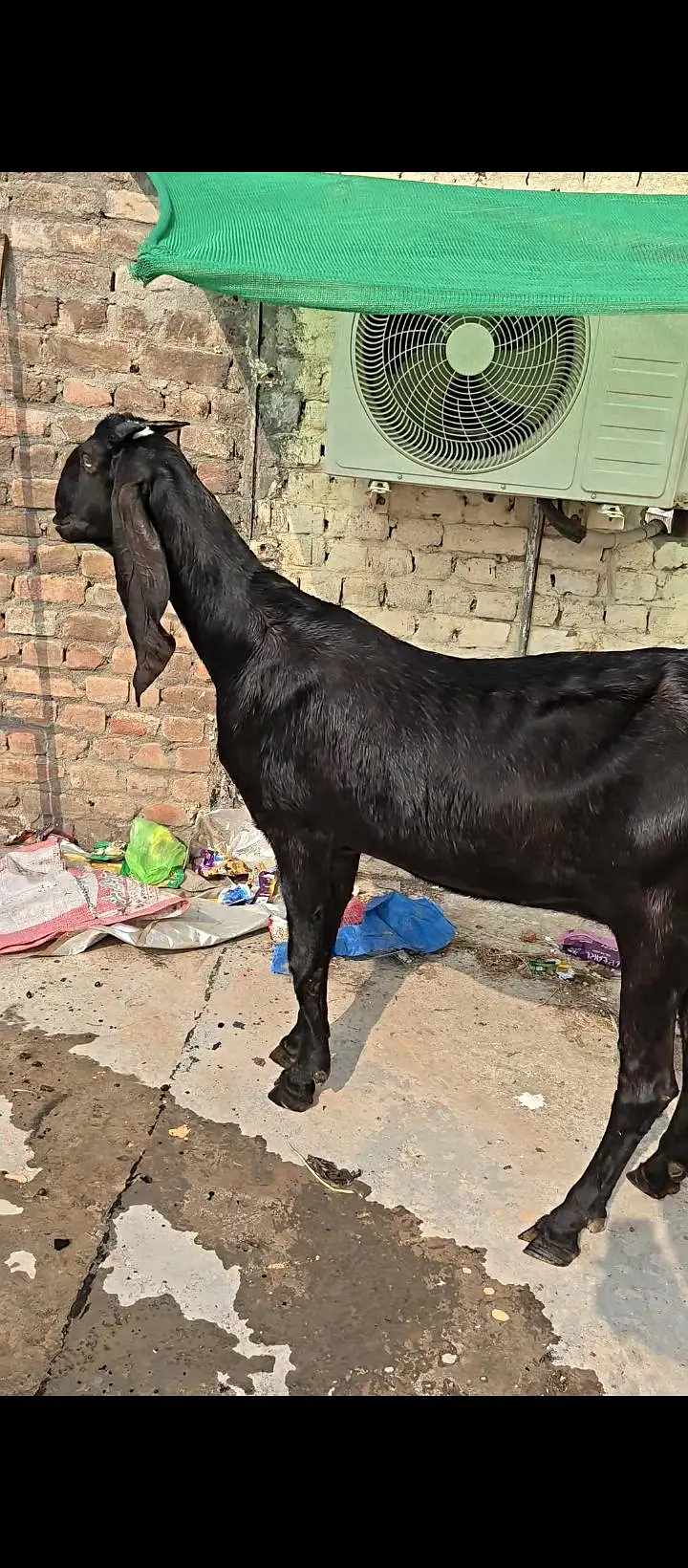 Pure Amritsari Beetal Goat — photo 11