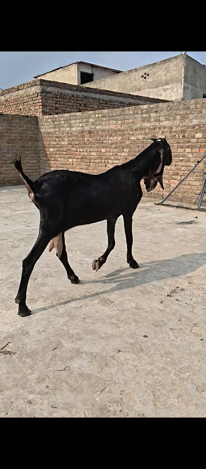 Pure Amritsari Beetal Goat — photo 12