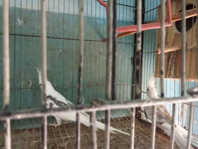 cocktail's and love birds for sale