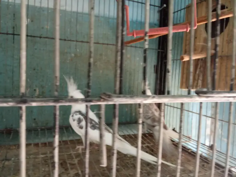 cocktail's and love birds for sale — photo 3