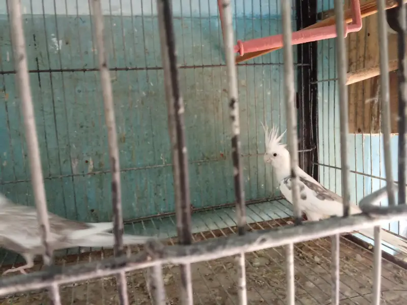 cocktail's and love birds for sale — photo 4