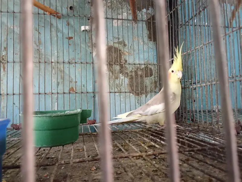 cocktail's and love birds for sale — photo 6