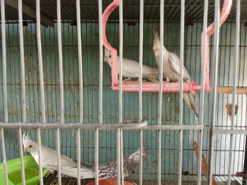 cocktail's and love birds for sale — photo 7