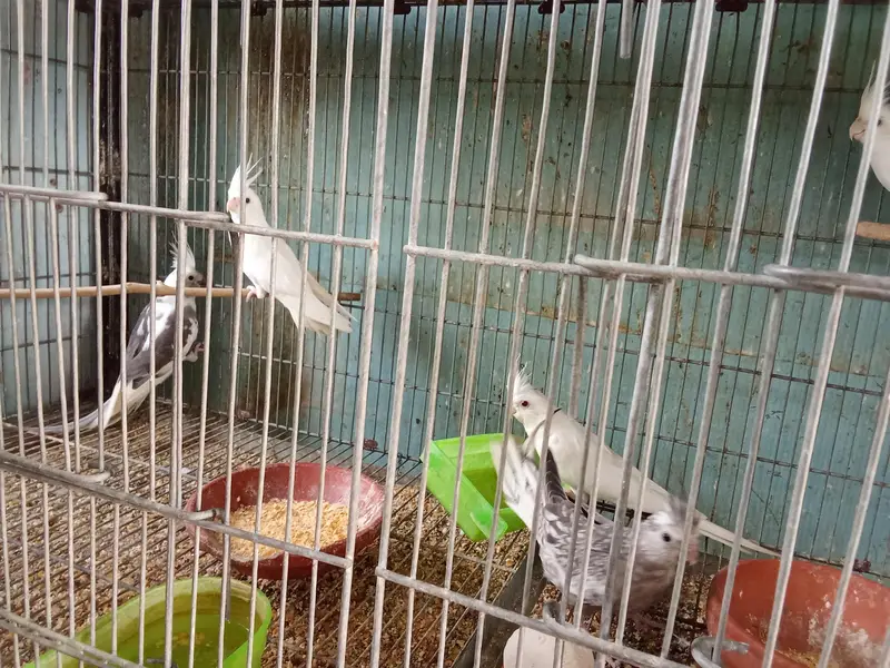 cocktail's and love birds for sale — photo 8