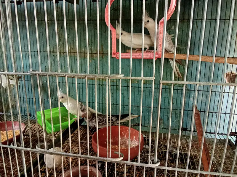 cocktail's and love birds for sale — photo 9
