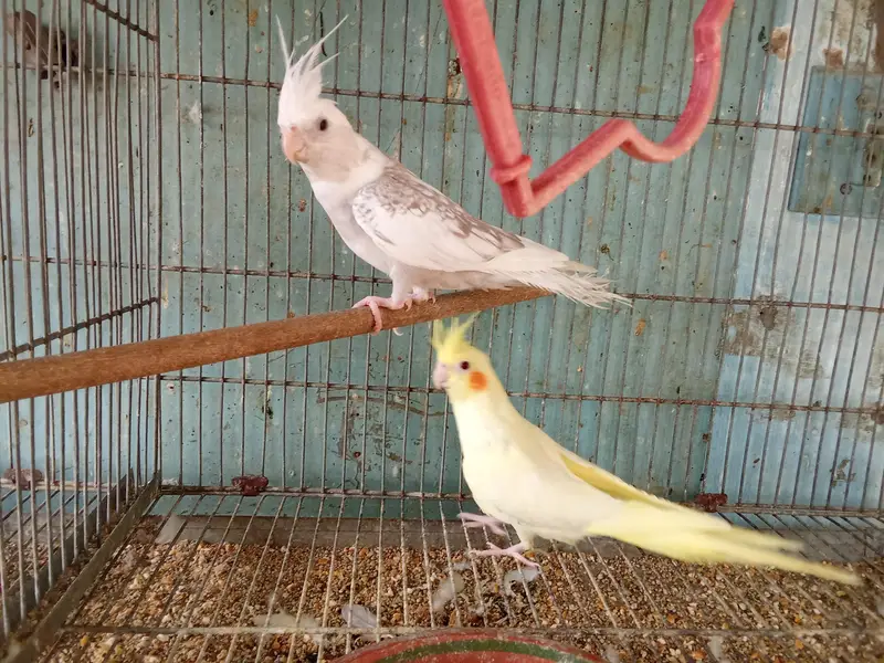 cocktail's and love birds for sale — photo 10