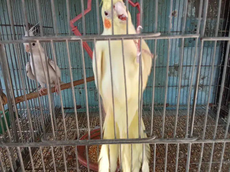 cocktail's and love birds for sale — photo 11