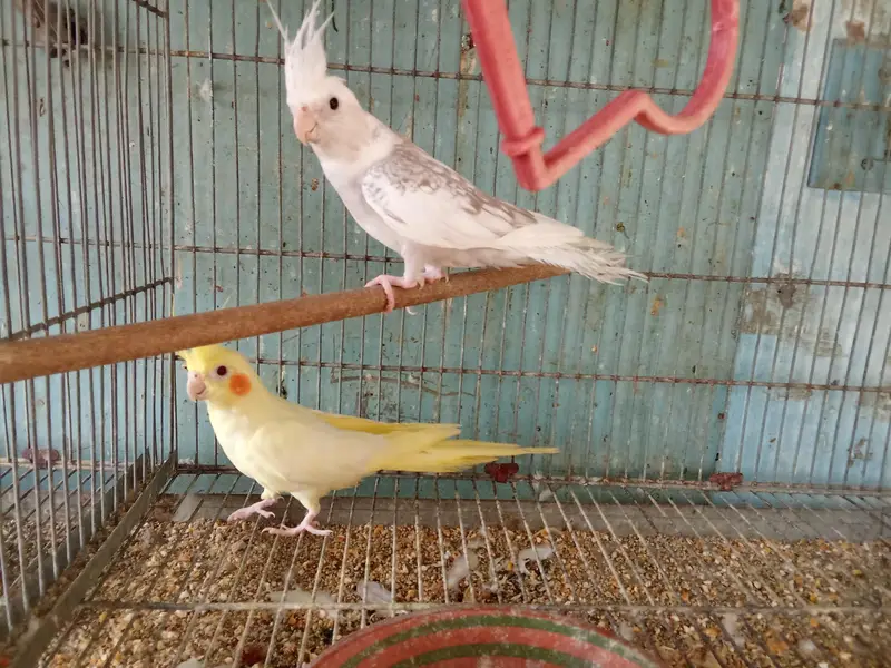 cocktail's and love birds for sale — photo 12