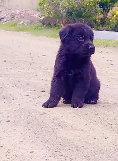 black German shepherd